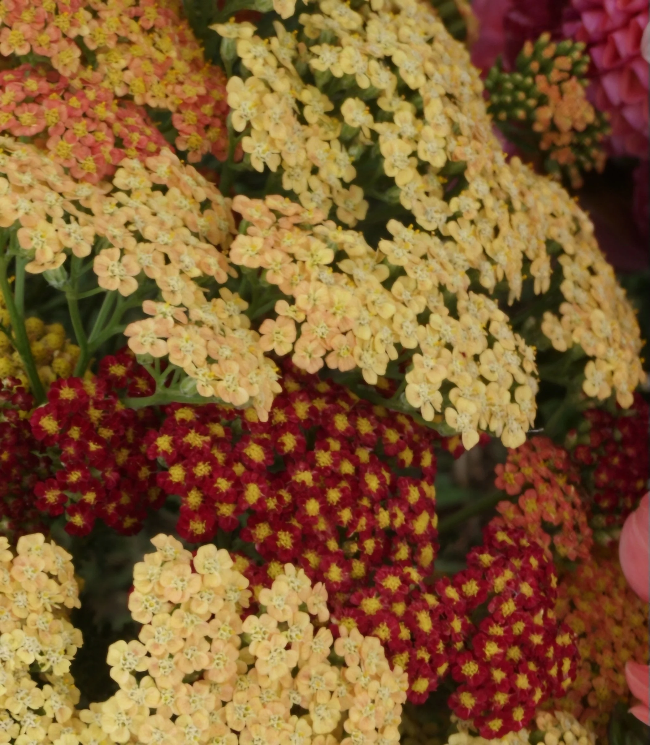 Achillea Walther Funcke bare rooted plant $7.99