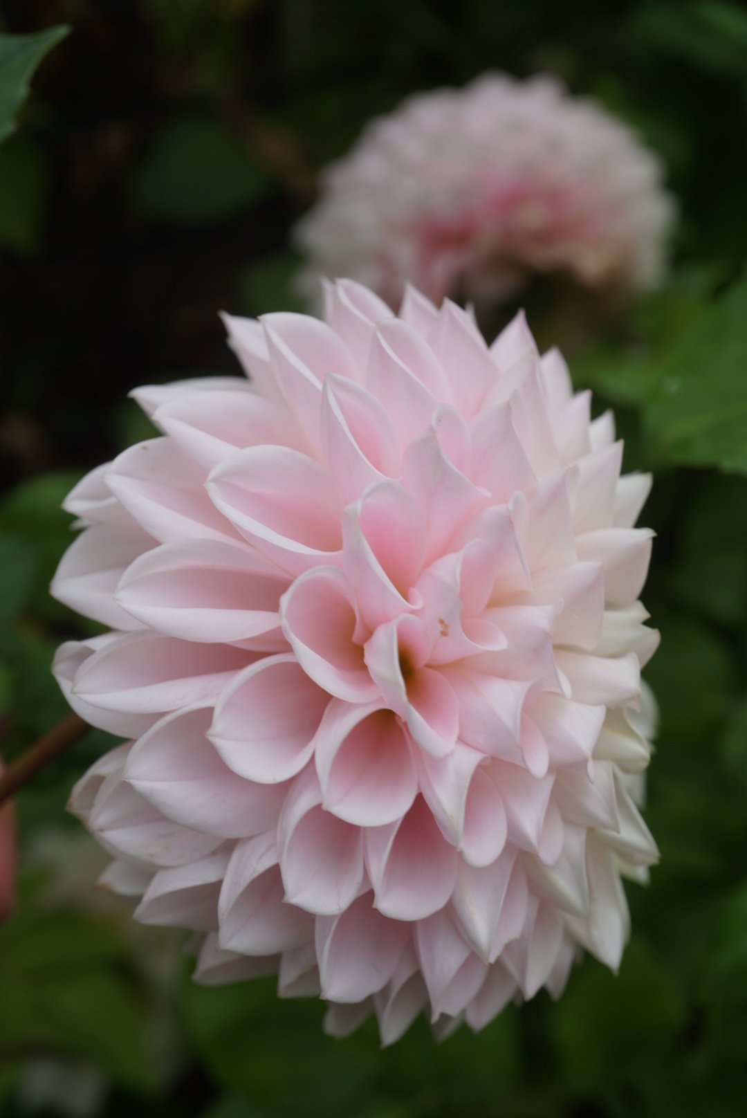 DSC05101_1.JPG (Copy)