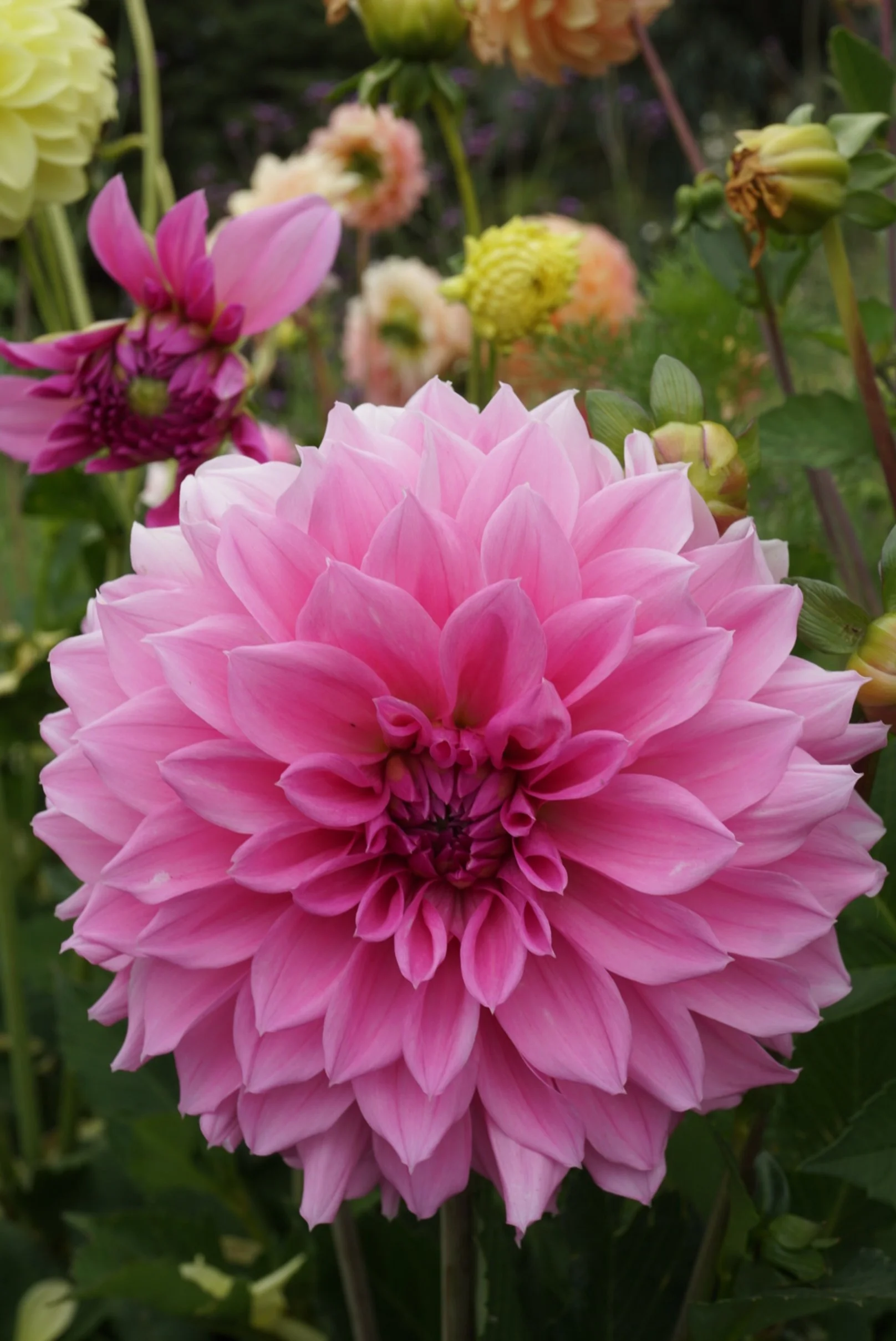 DSC04258_1.JPG (Copy)