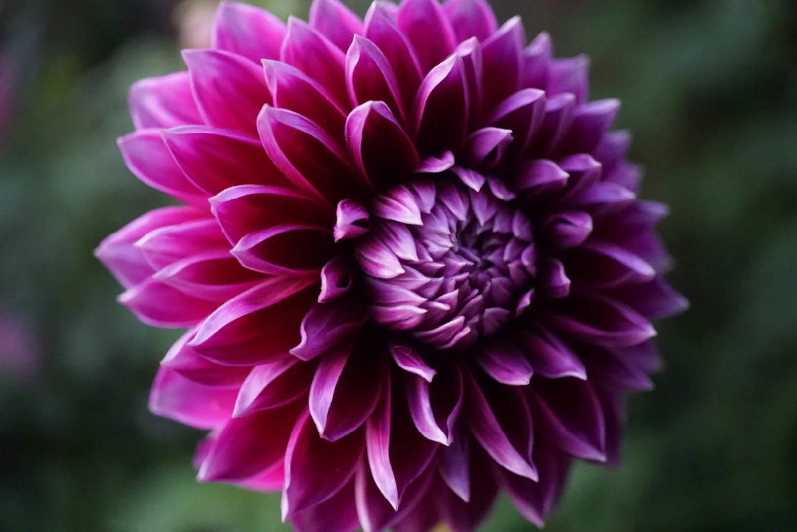 DSC05404_1.JPG (Copy)