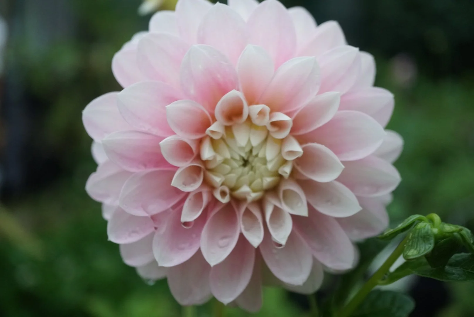 DSC04939_2.JPG (Copy)