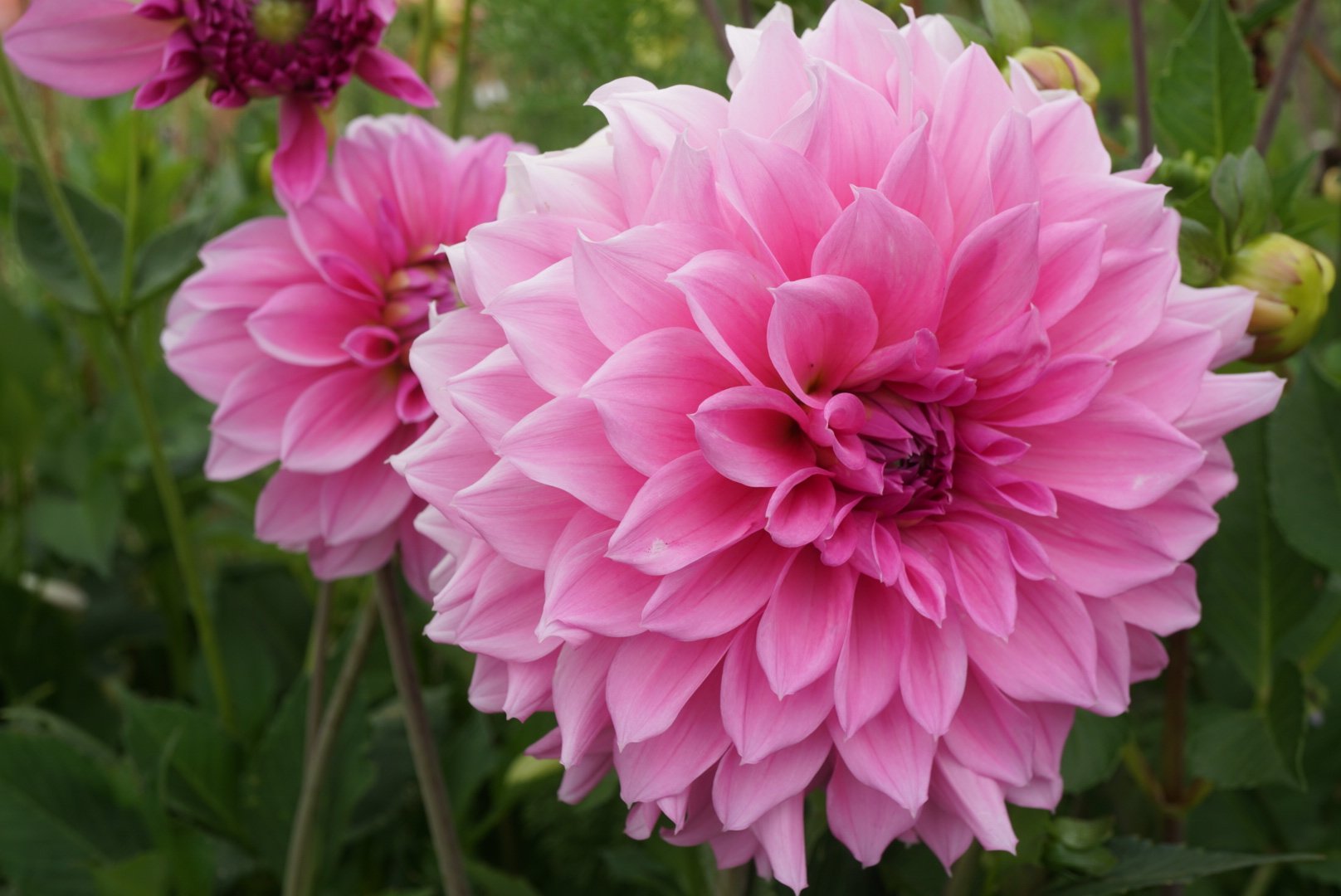 DSC04257_1.JPG (Copy)