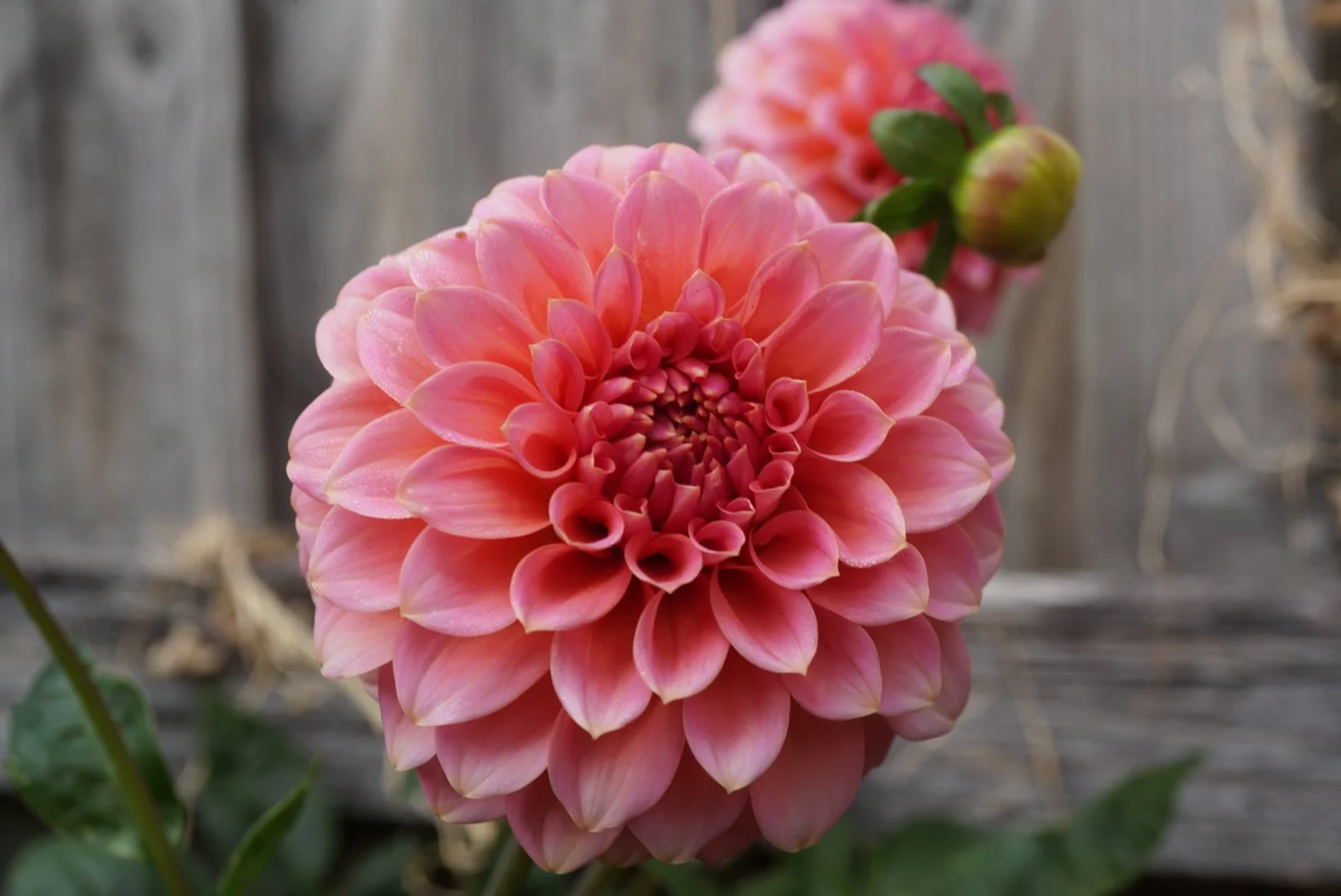 DSC04861_1.JPG (Copy)