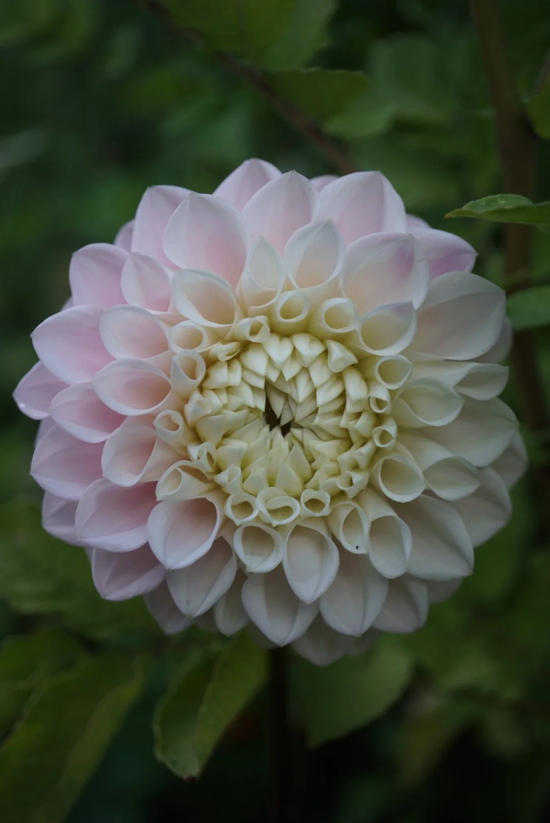 DSC05049_1.JPG (Copy)