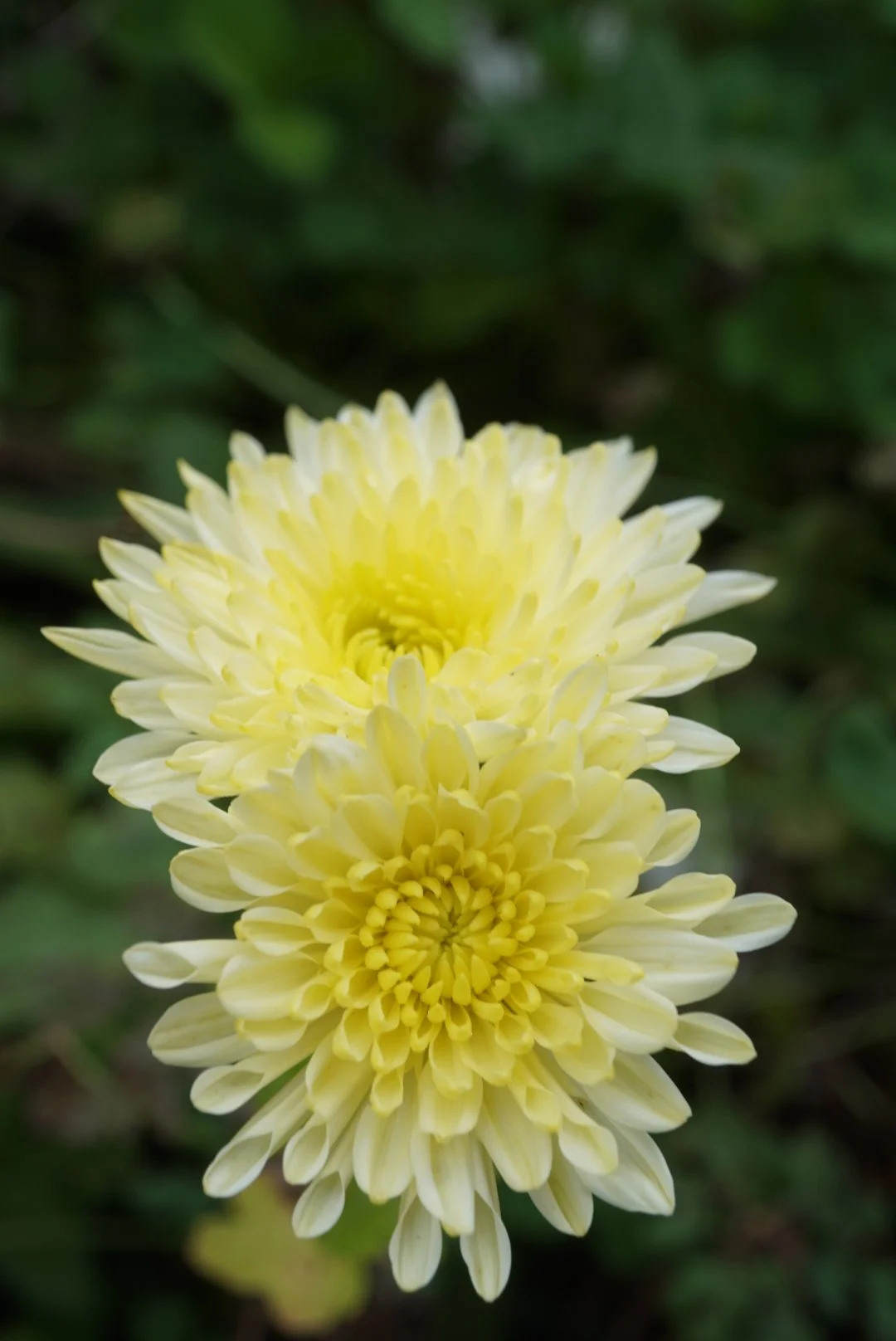 DSC06350_1.JPG