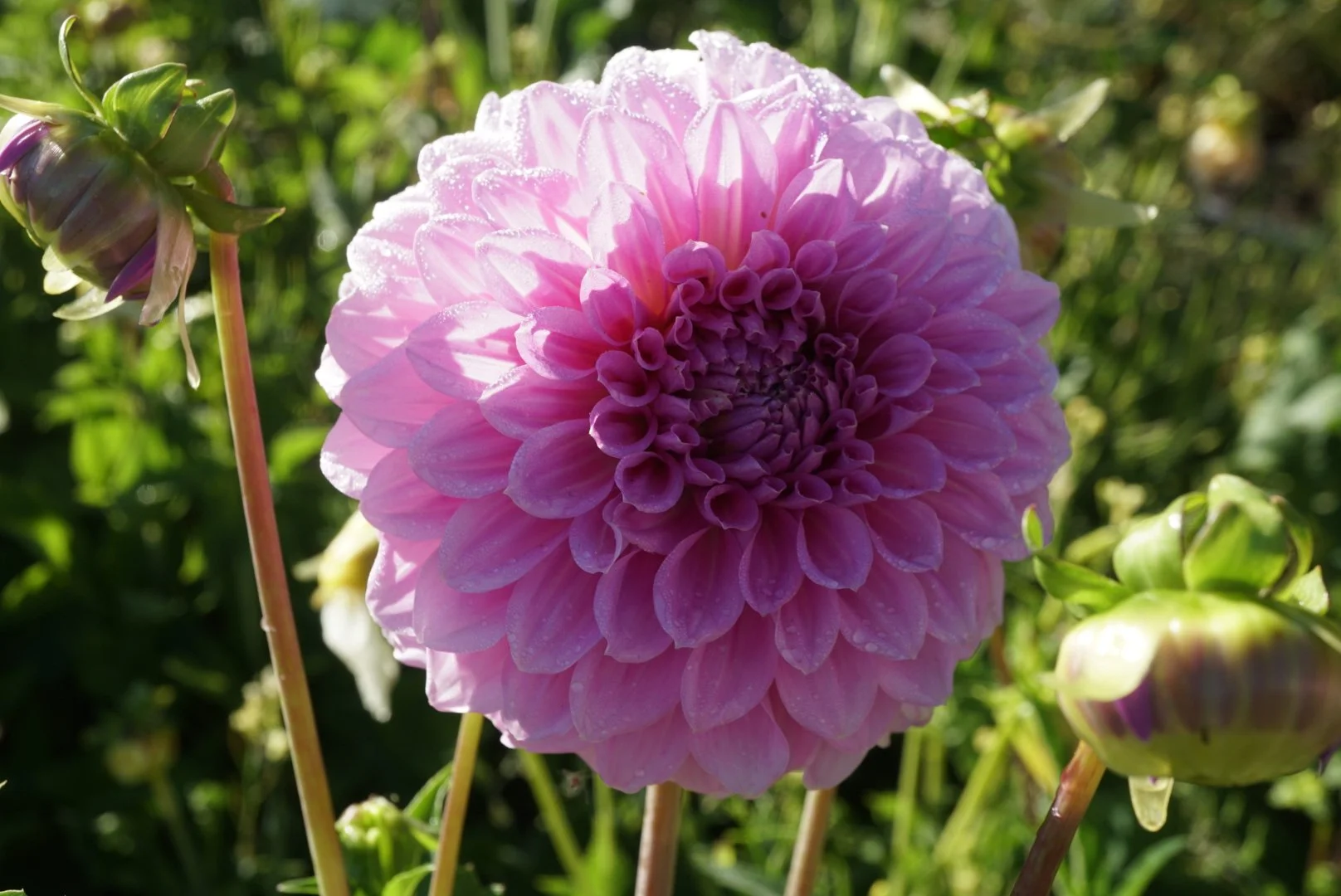 DSC04460_1.JPG (Copy) (Copy)