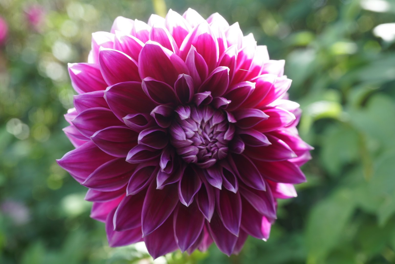 DSC05488_2.JPG (Copy)