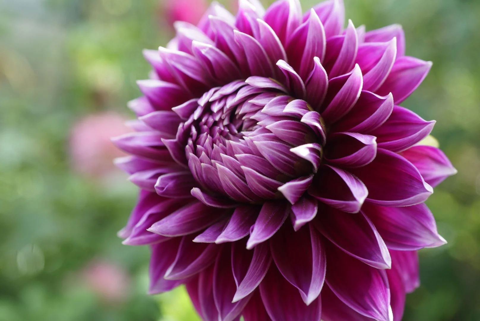 DSC05338_1.JPG (Copy)