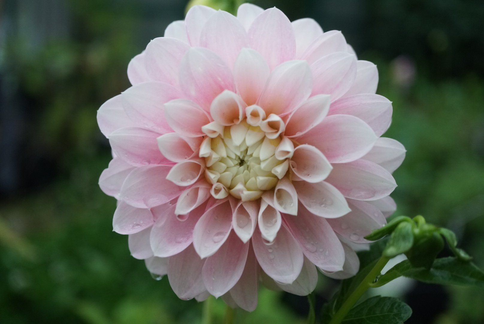 DSC04941_2.JPG (Copy)