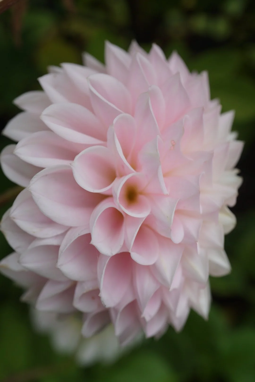 DSC05104_1.JPG (Copy)