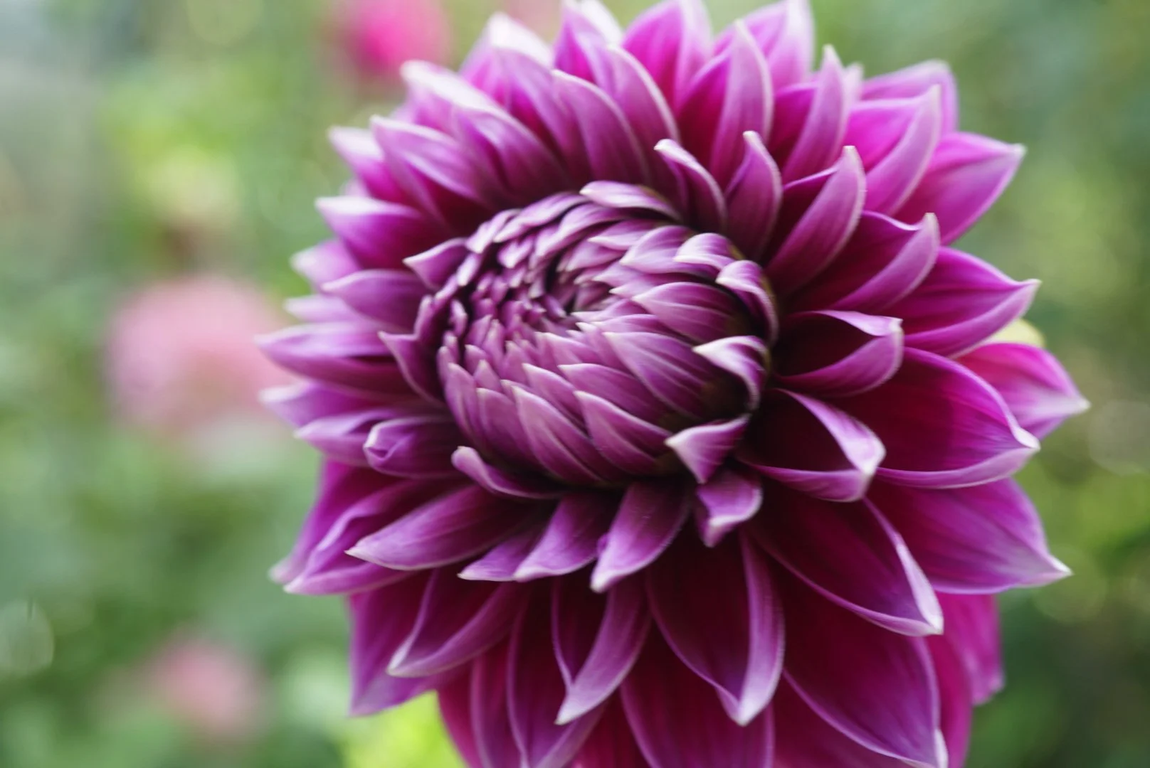 DSC05336_1.JPG (Copy)