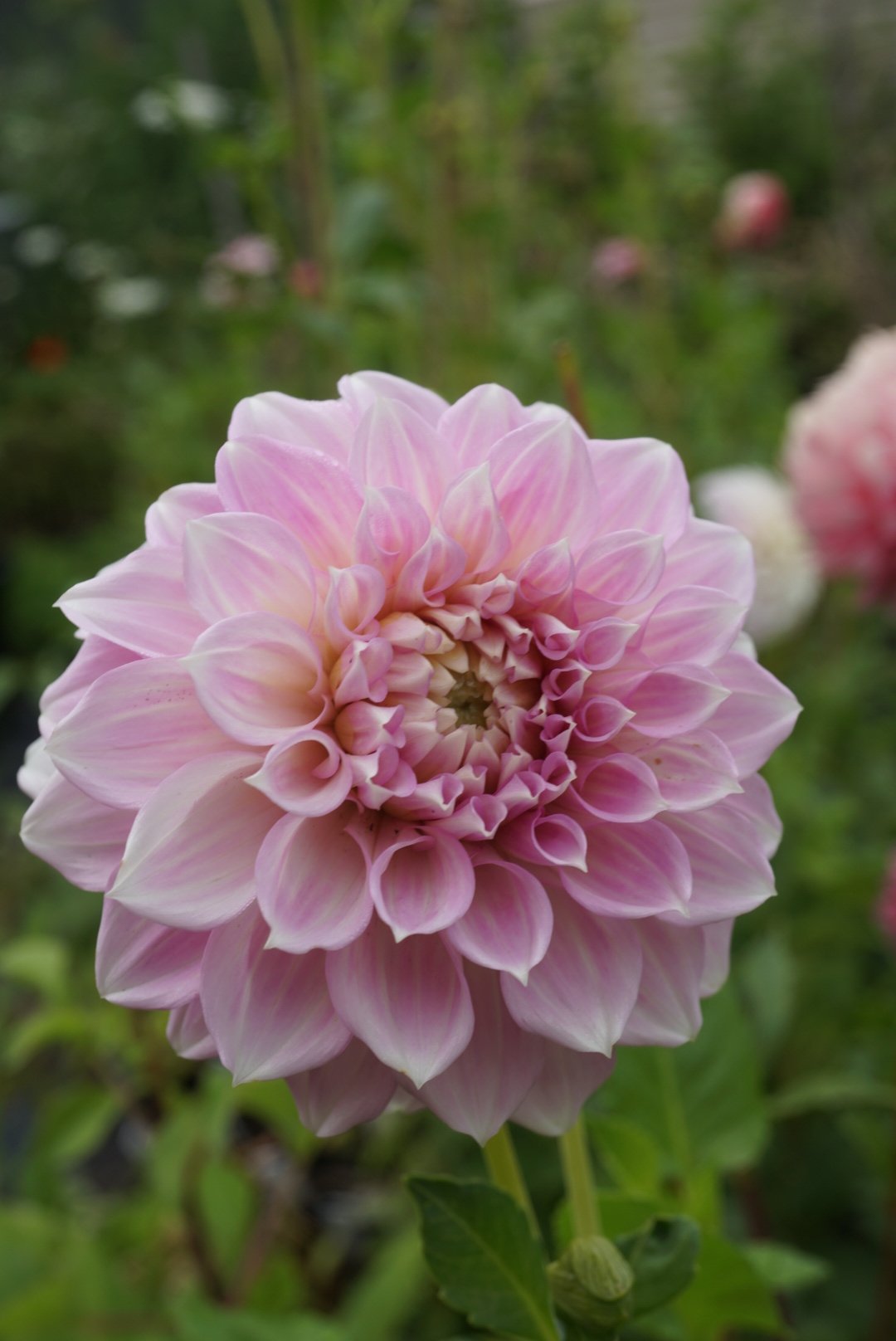 DSC04845_1.JPG (Copy)