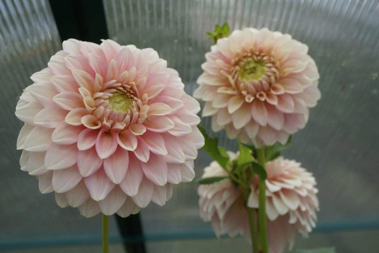 DSC04834_1.JPG (Copy)