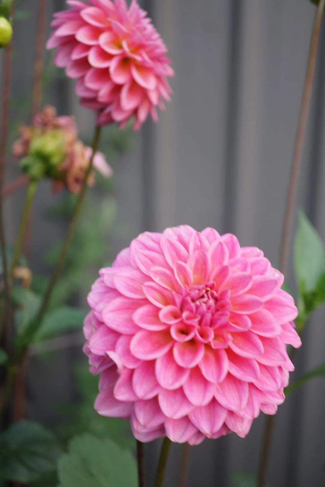 DSC05076_1.JPG (Copy)