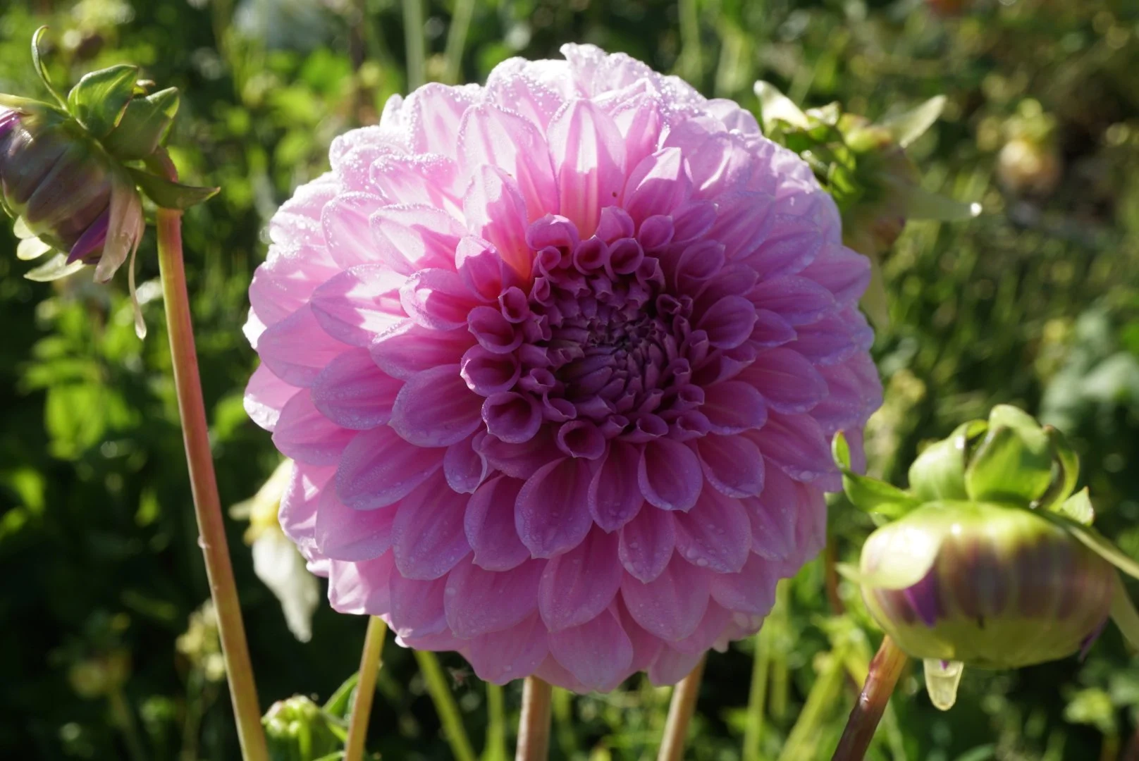 DSC04459_1.JPG (Copy) (Copy)