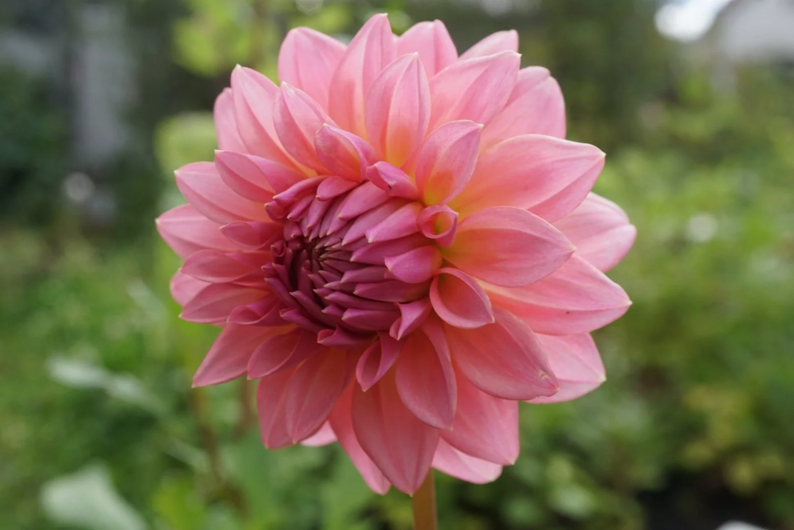 DSC04814_1.JPG (Copy)