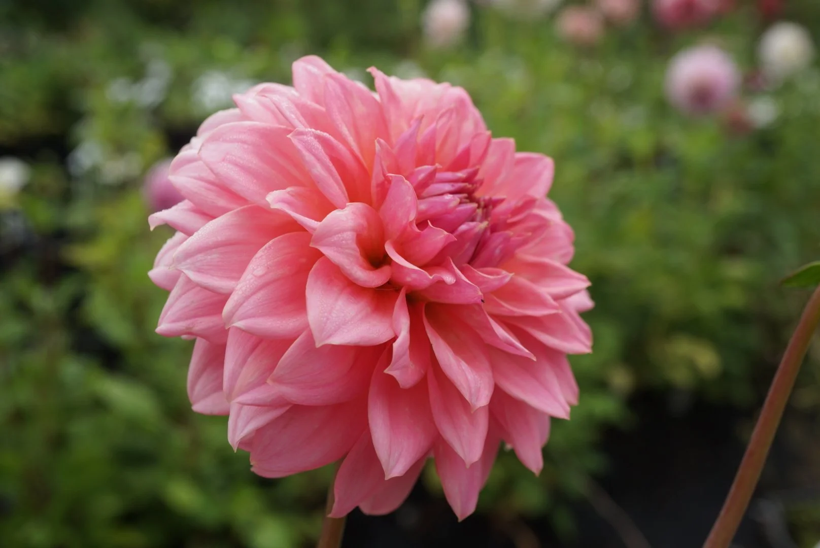 DSC04858_1.JPG (Copy)