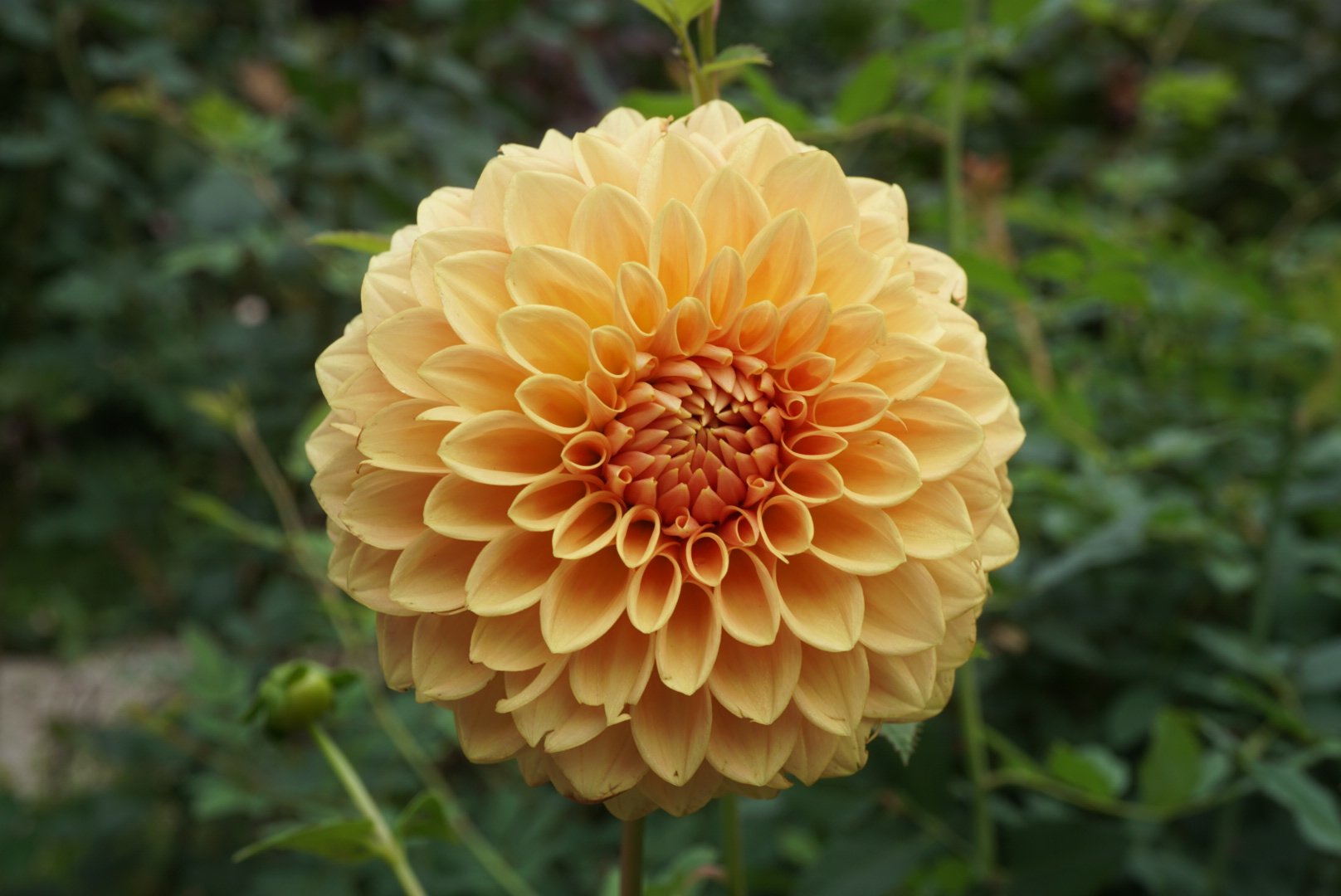 DSC05789_1.JPG (Copy)