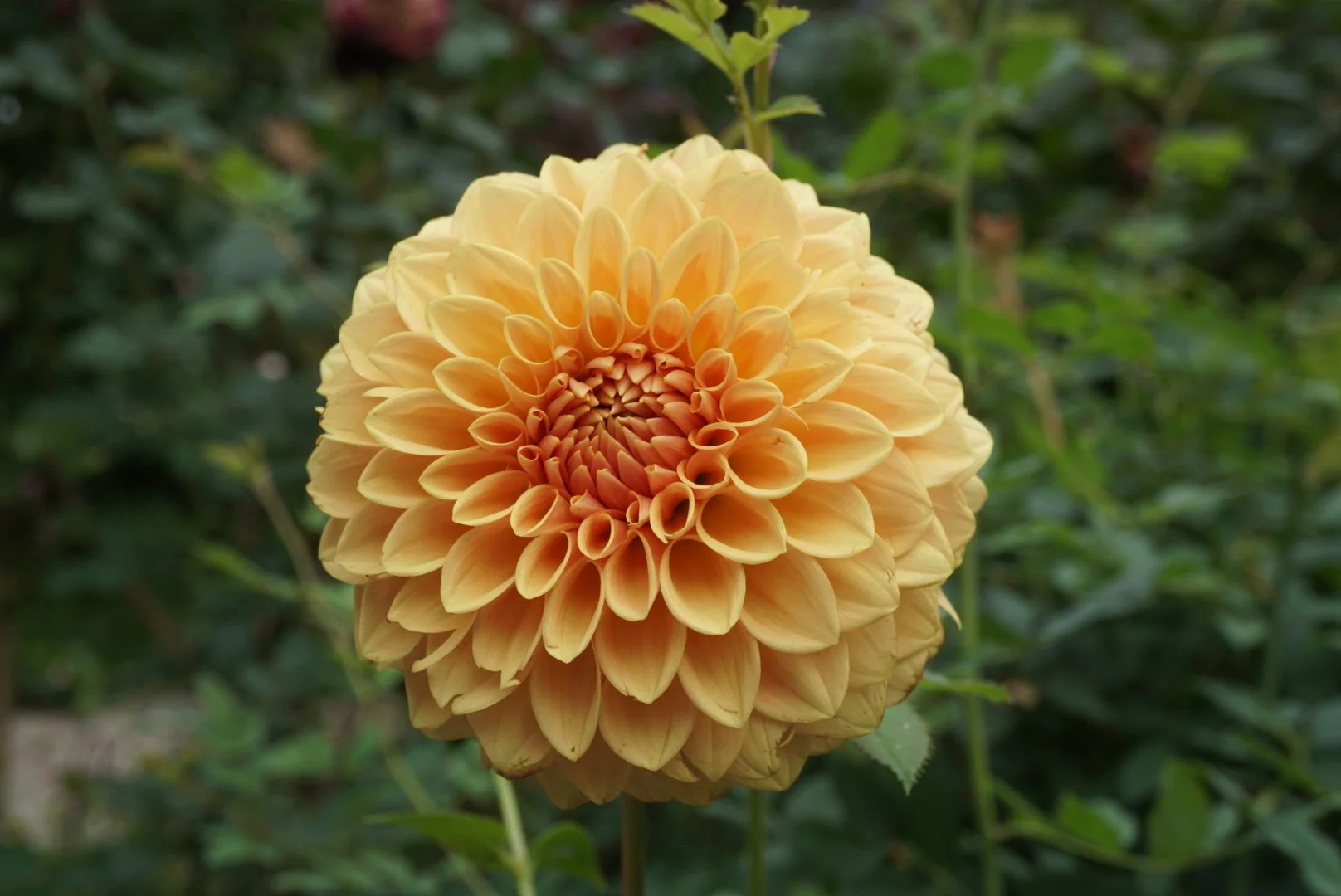 DSC05790_1.JPG (Copy)