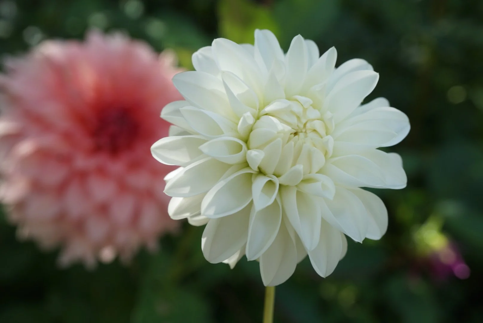 DSC05470_2.JPG (Copy)