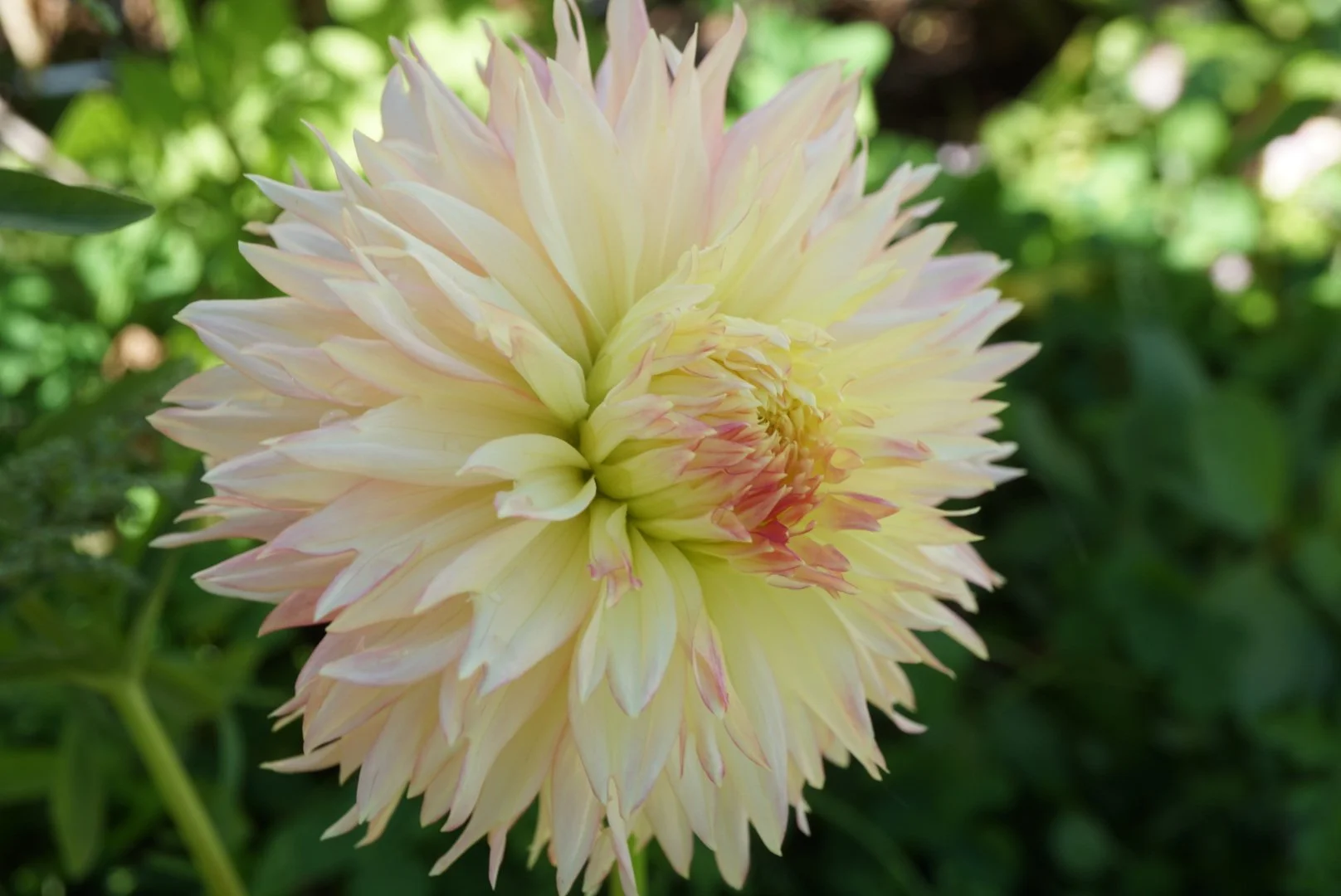 DSC05592_1.JPG (Copy)