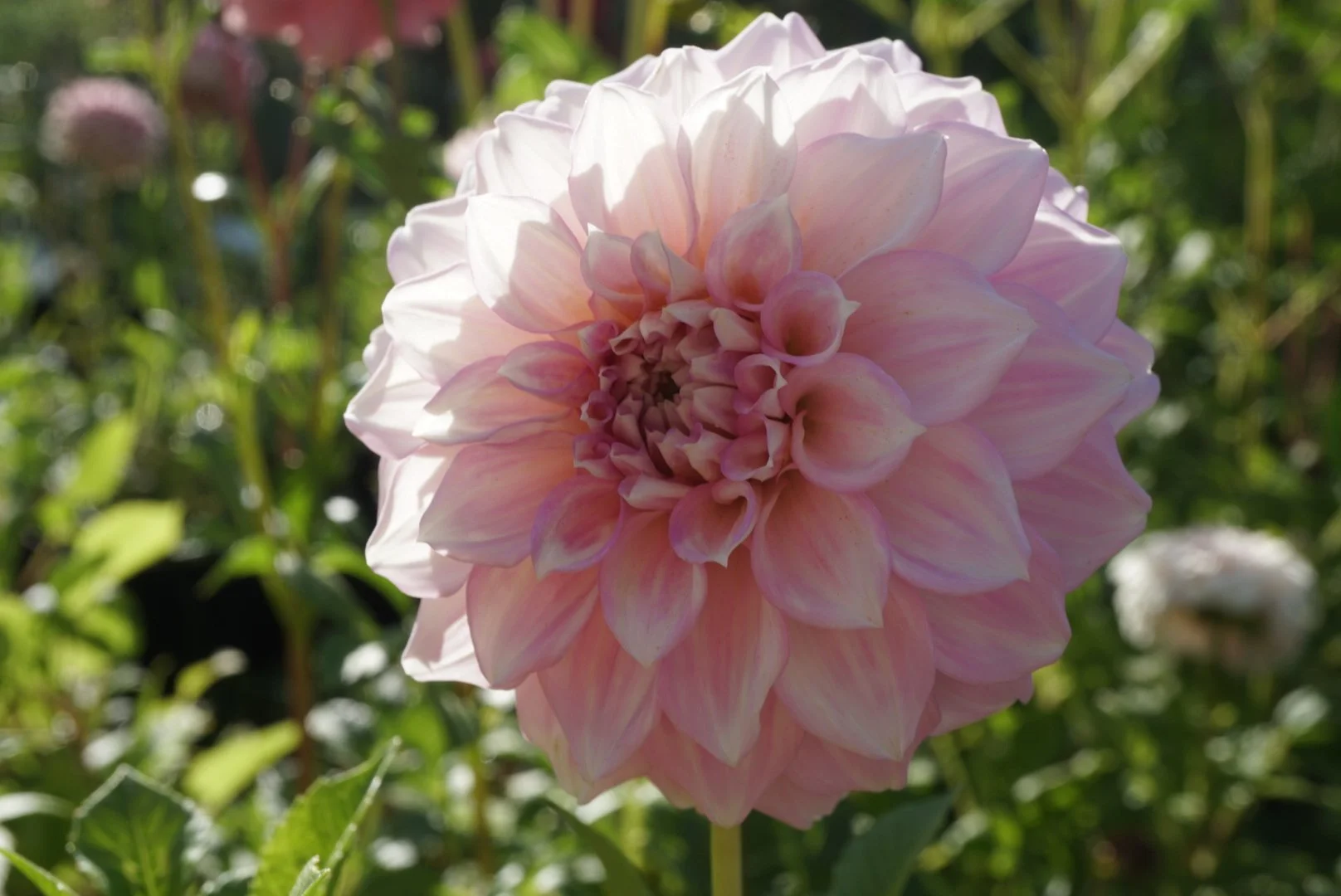 DSC04890_2.JPG (Copy)