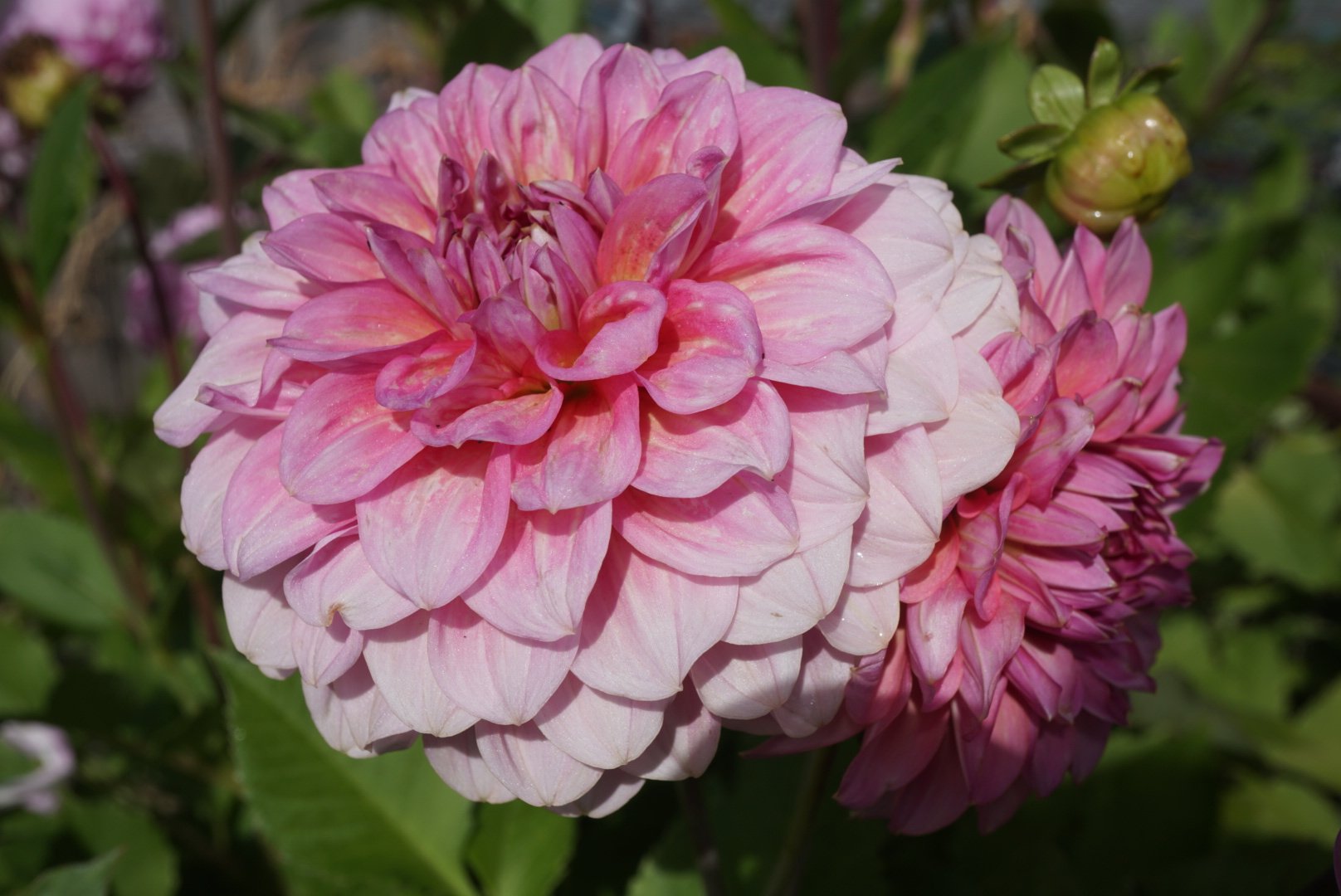 DSC04674_1.JPG (Copy)