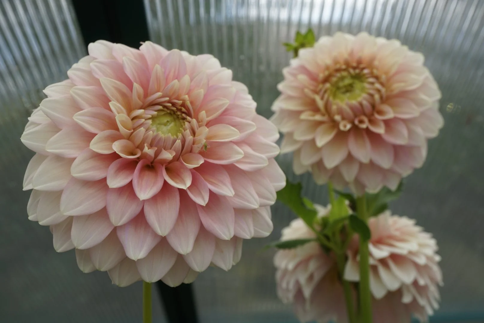 DSC04833_1.JPG (Copy)