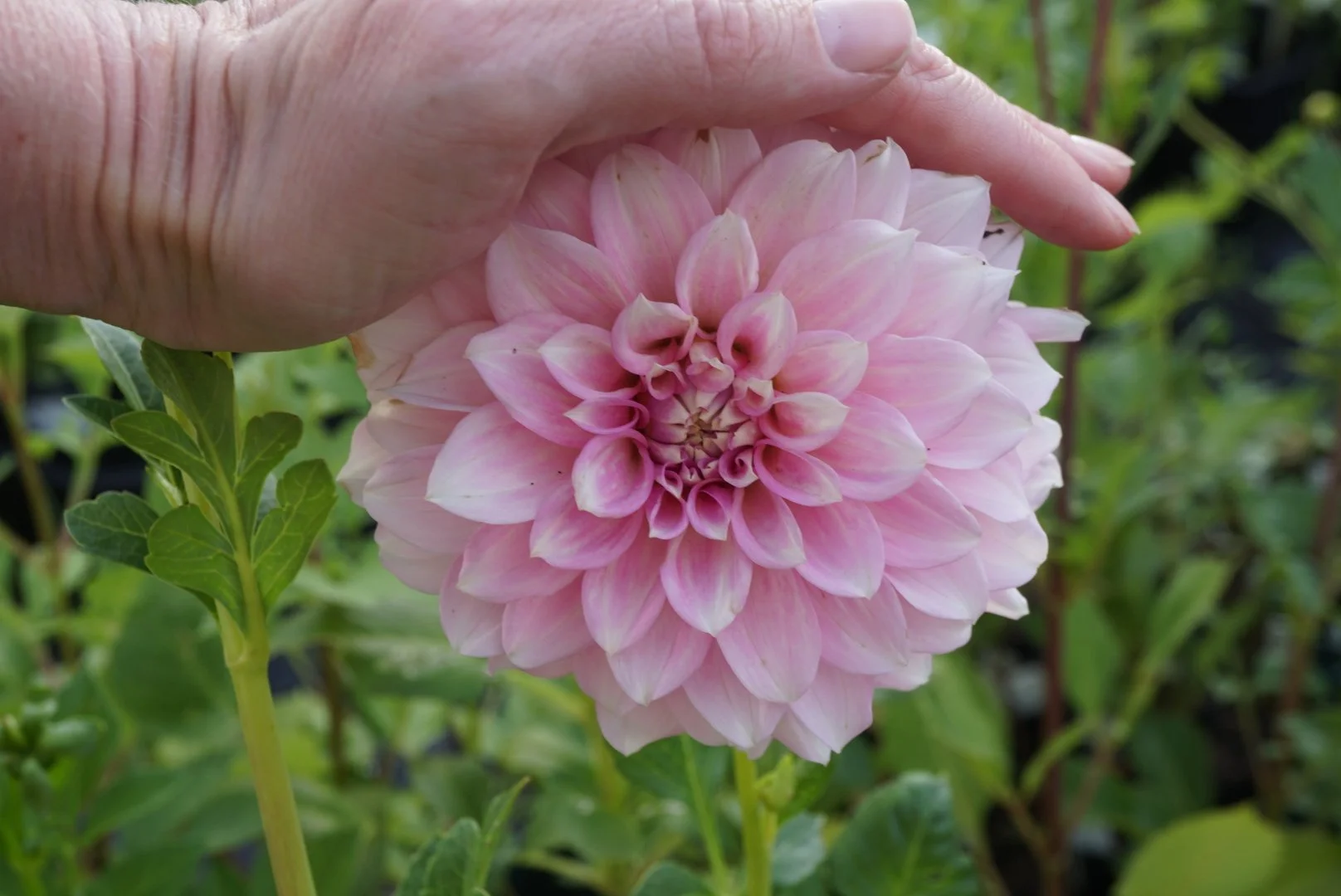 DSC04738_1.JPG (Copy)