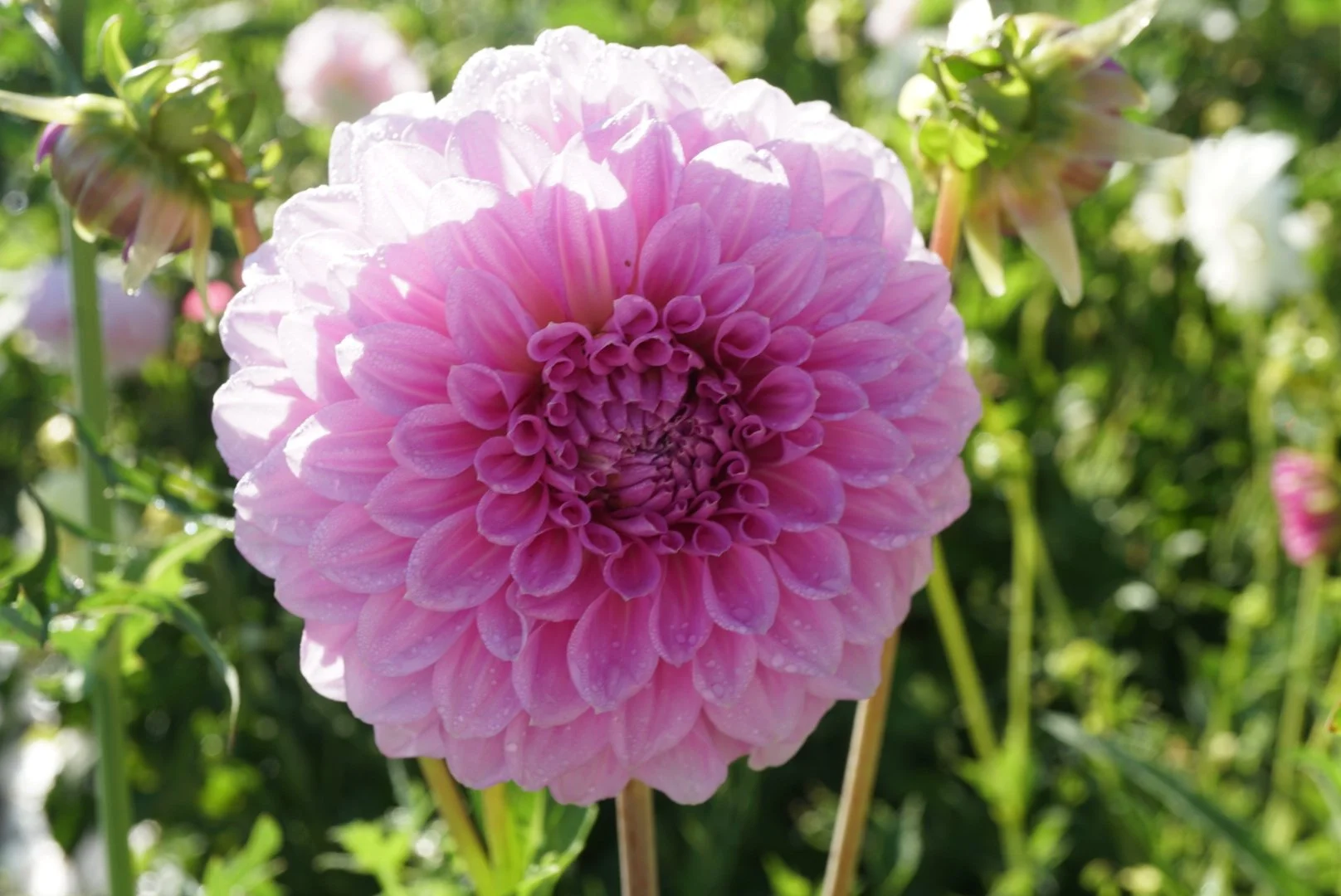 DSC04456_2.JPG (Copy) (Copy)