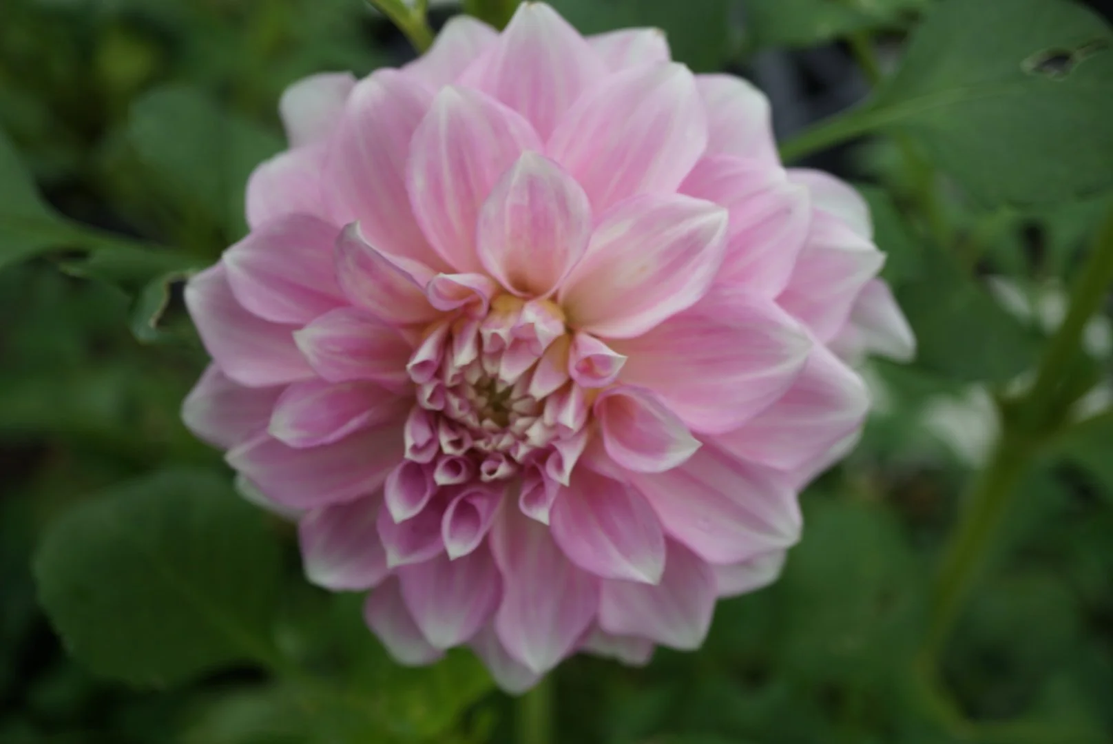 DSC05019_2.JPG (Copy)