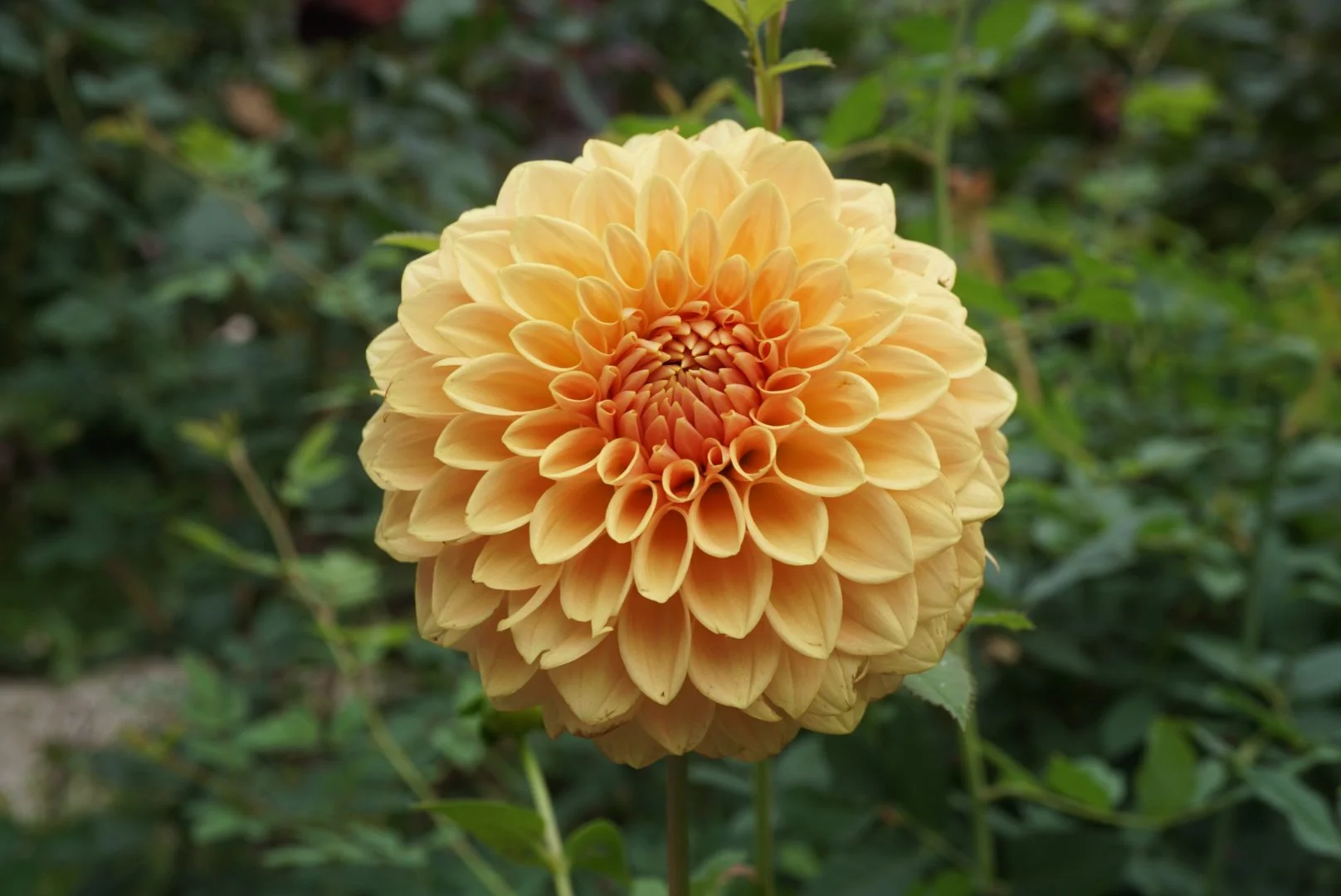 DSC05791_1.JPG (Copy)