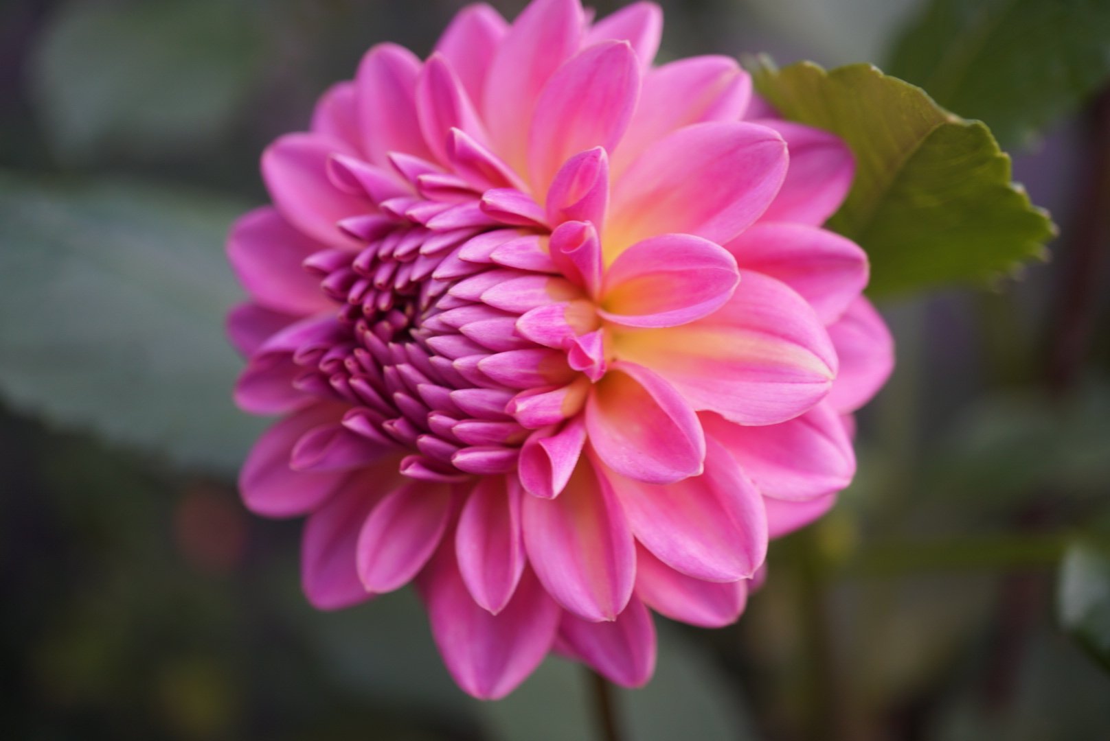 DSC05077_1.JPG (Copy)