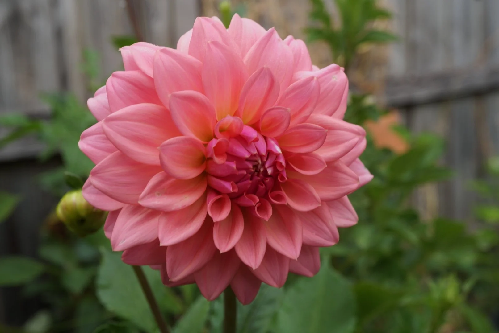 DSC04859_1.JPG (Copy)