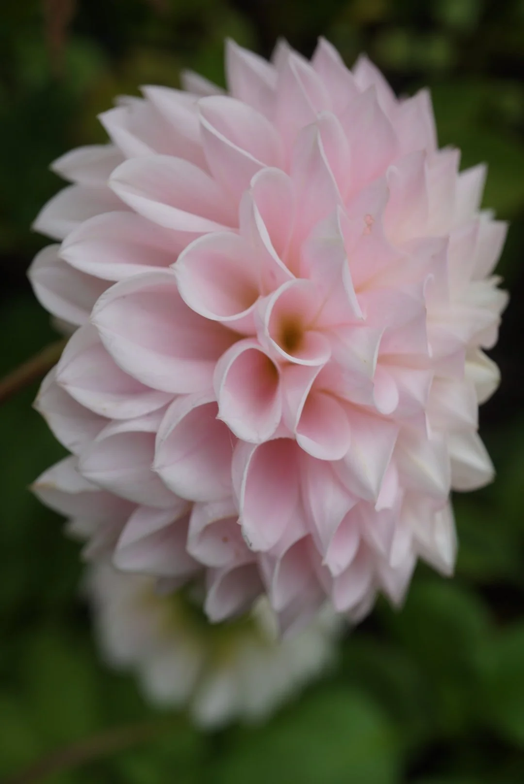 DSC05103_1.JPG (Copy)