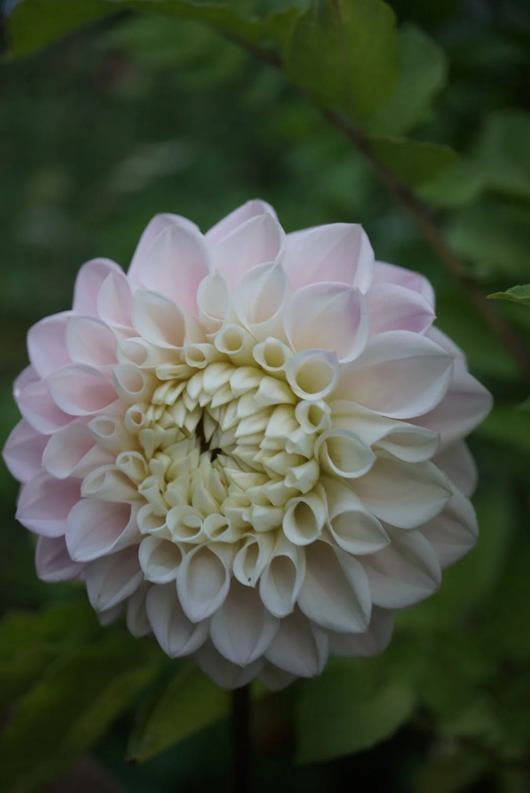 DSC05050_1.JPG (Copy)