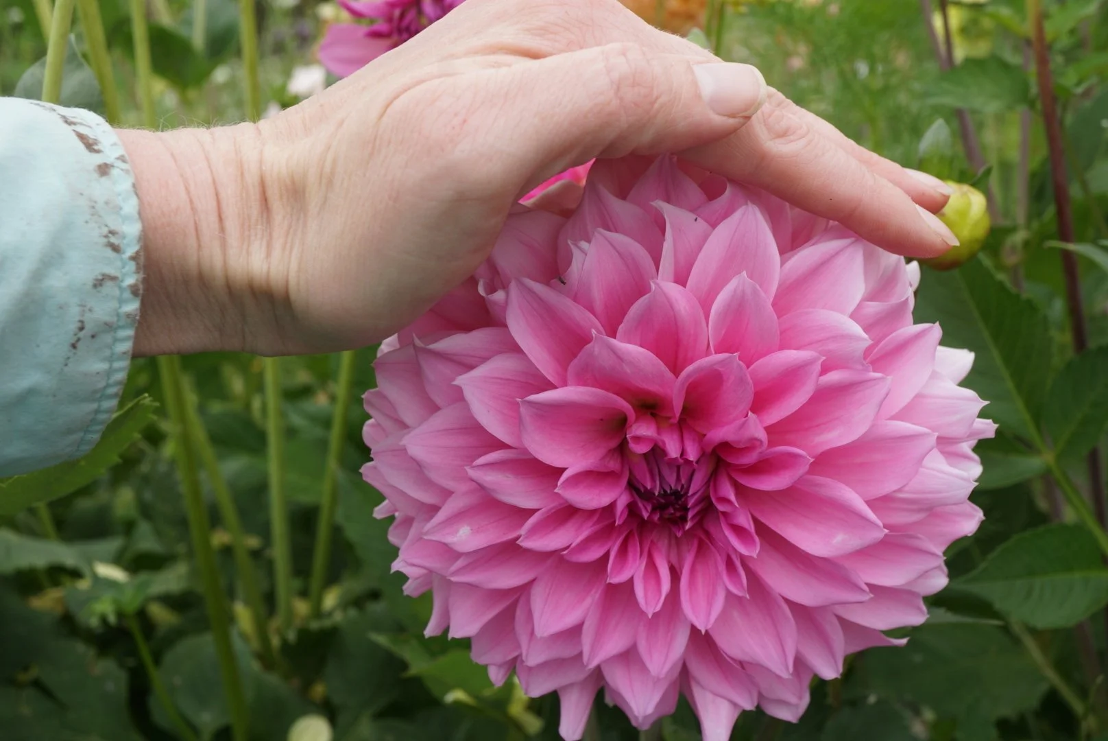 DSC04259_1.JPG (Copy)