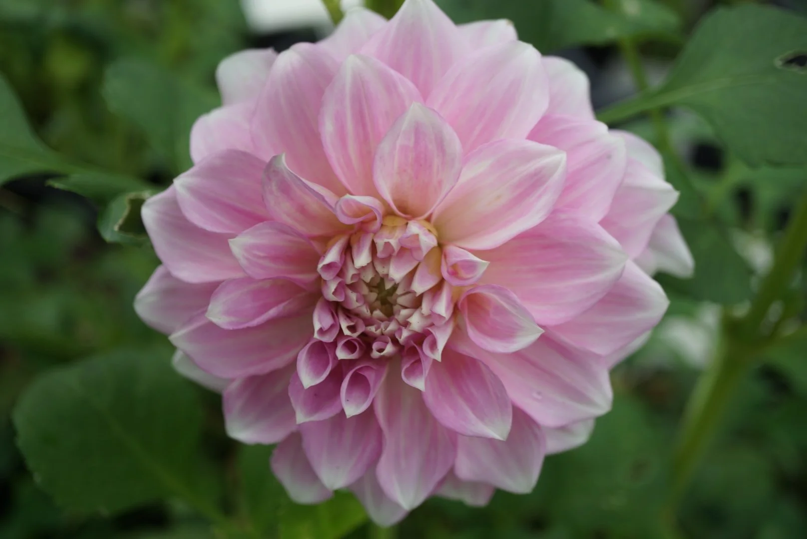 DSC05020_2.JPG (Copy)