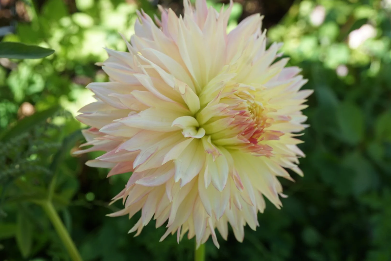 DSC05591_1.JPG (Copy)