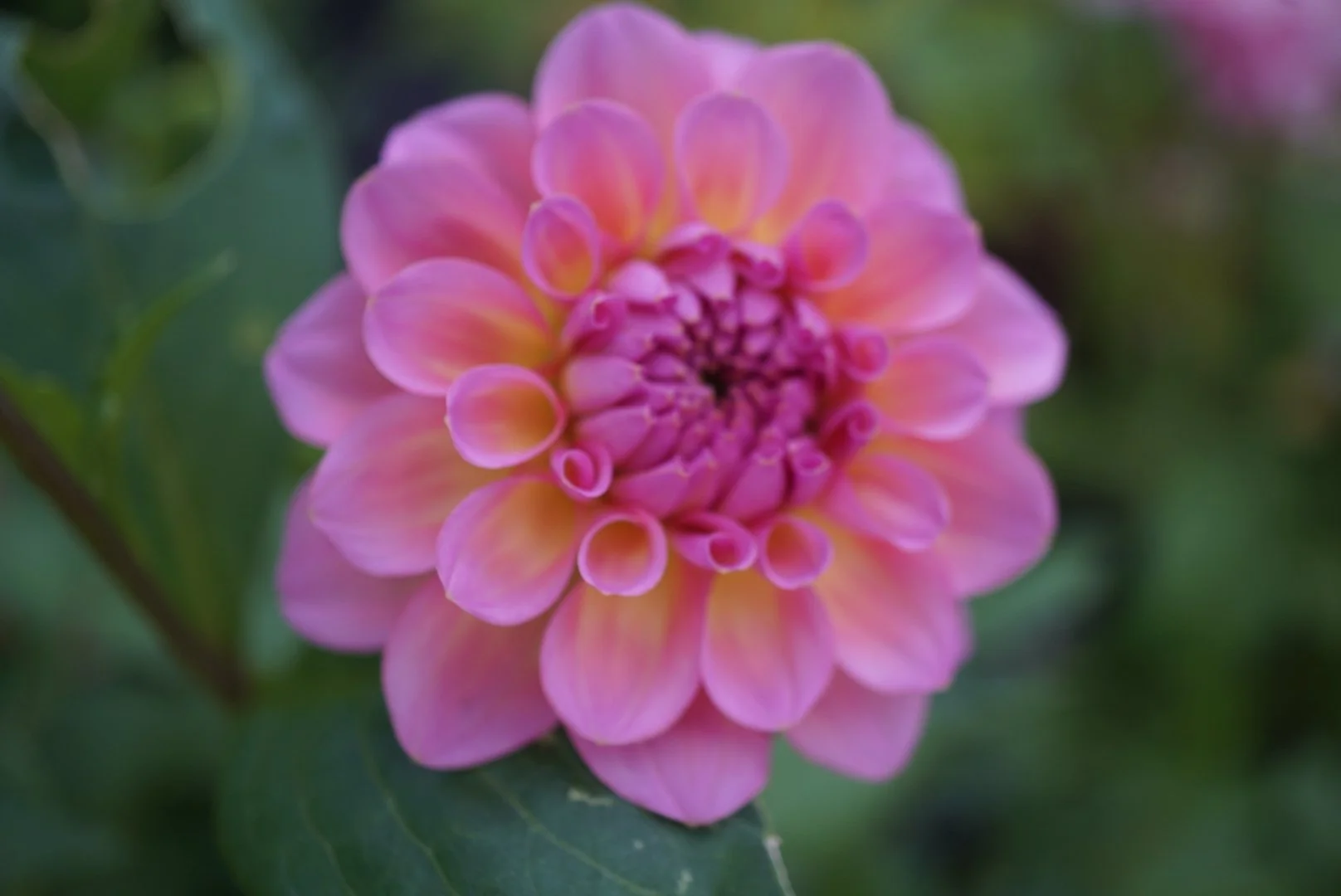 DSC05133_1.JPG (Copy)