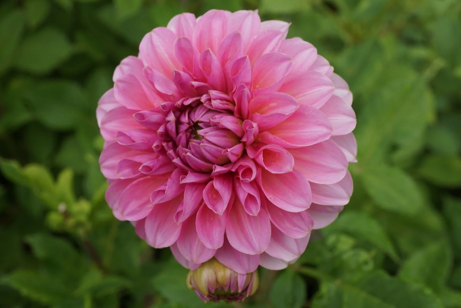 DSC04869_1.JPG (Copy)