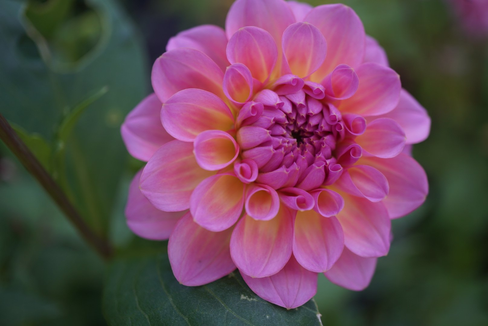 DSC05134_1.JPG (Copy)