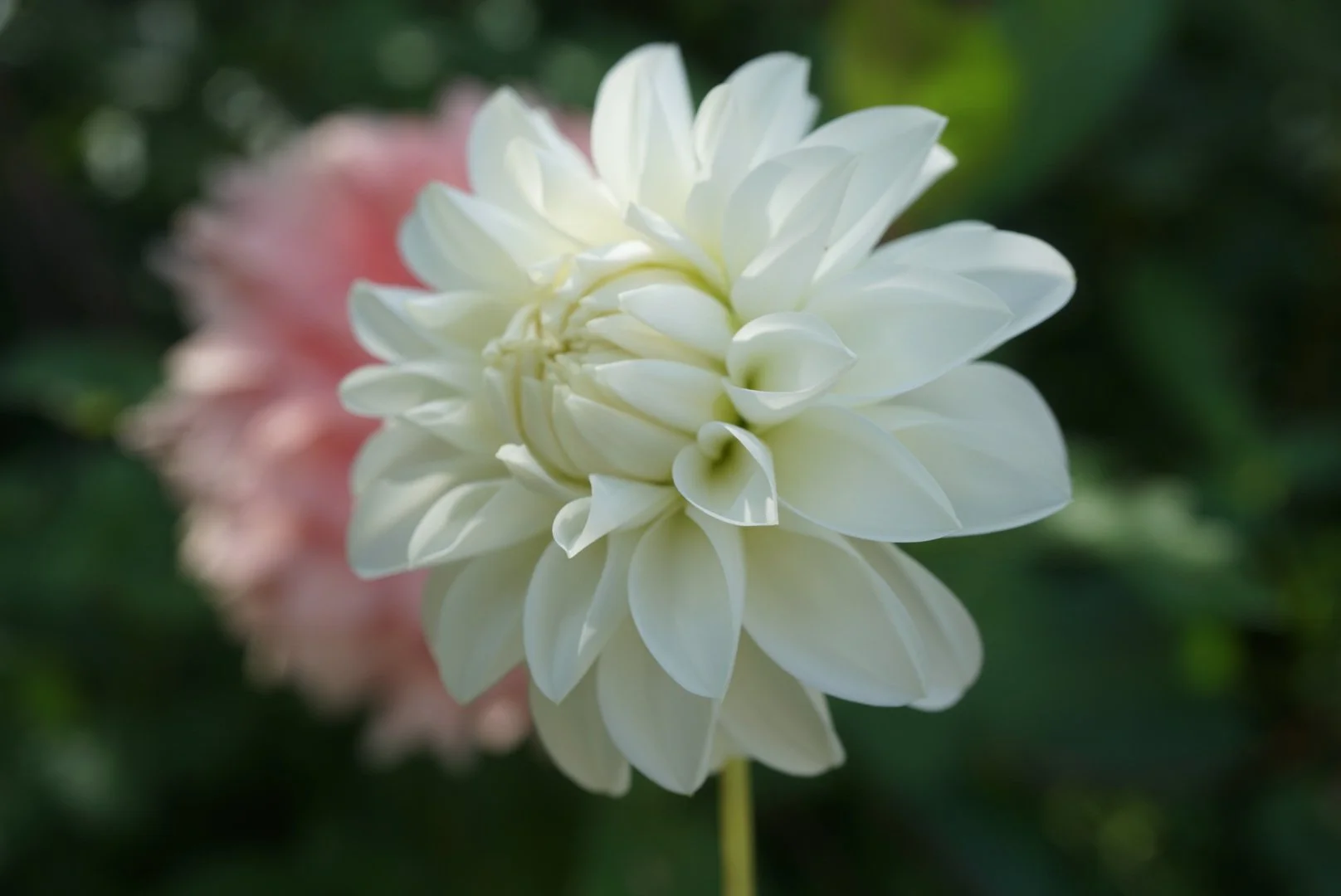 DSC05468_2.JPG (Copy)