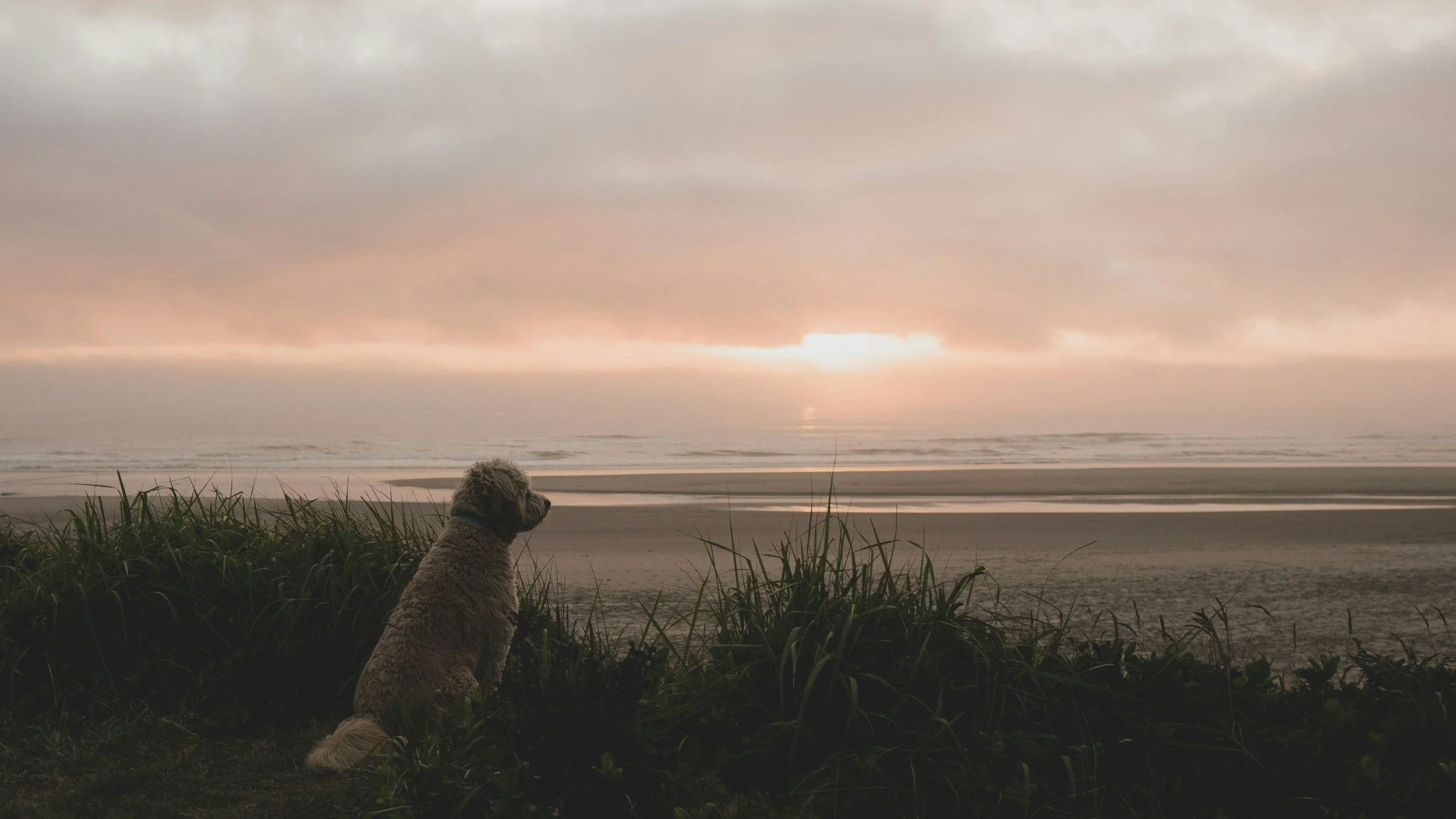 A Boy and His Dog at the End of the World…My Review: A Different Kind of Dystopia