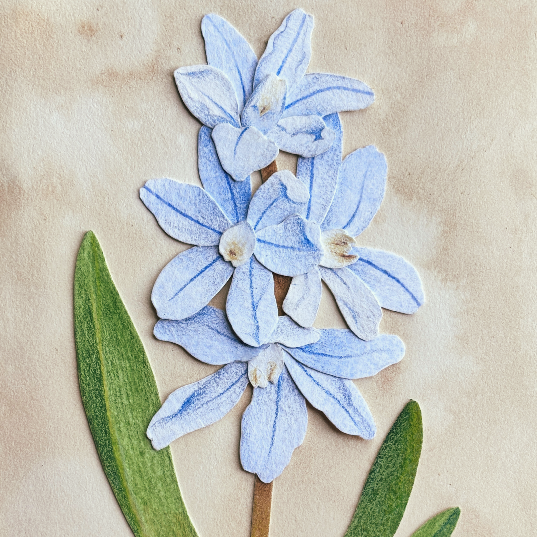 Squill