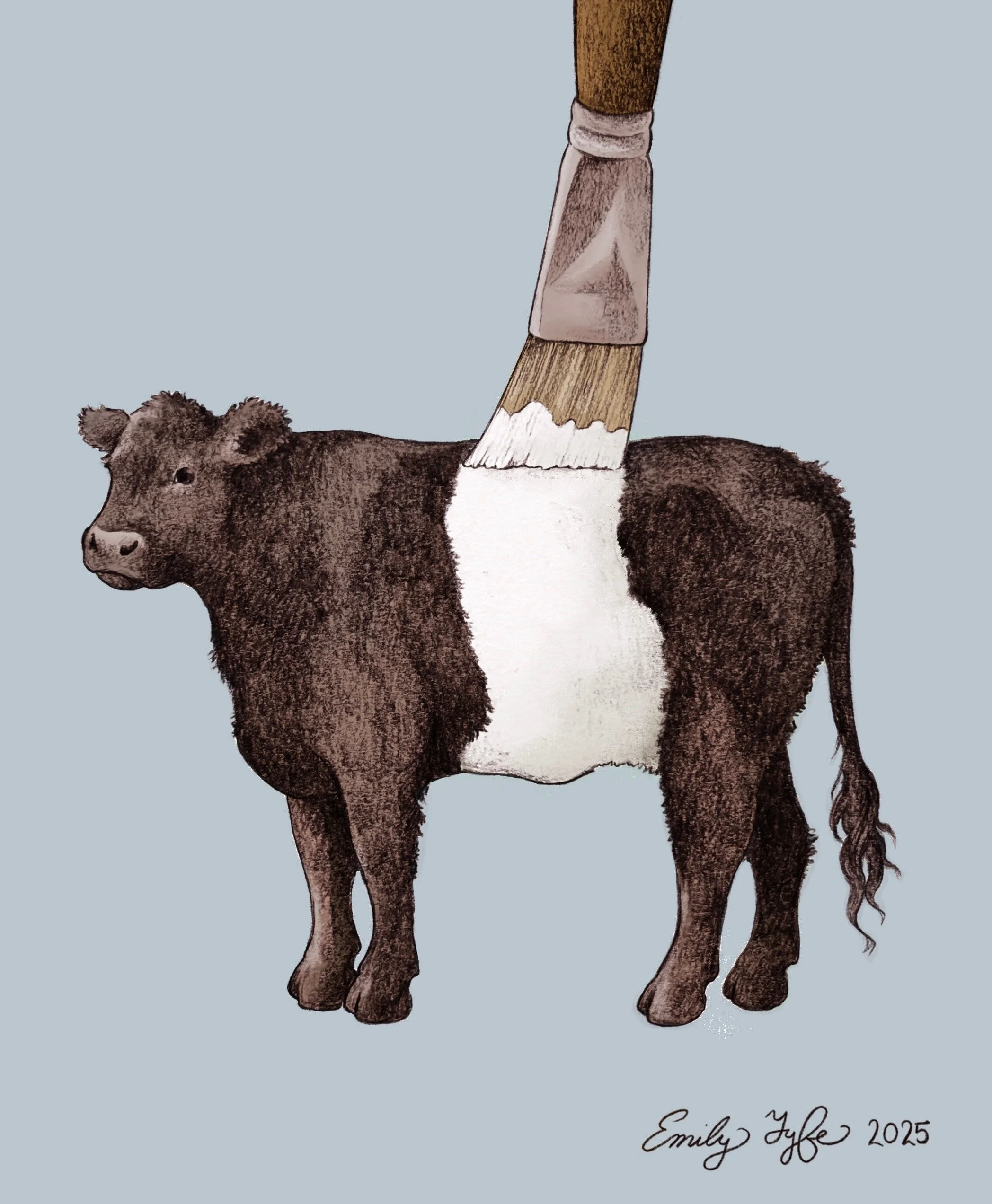 Belted Galloway