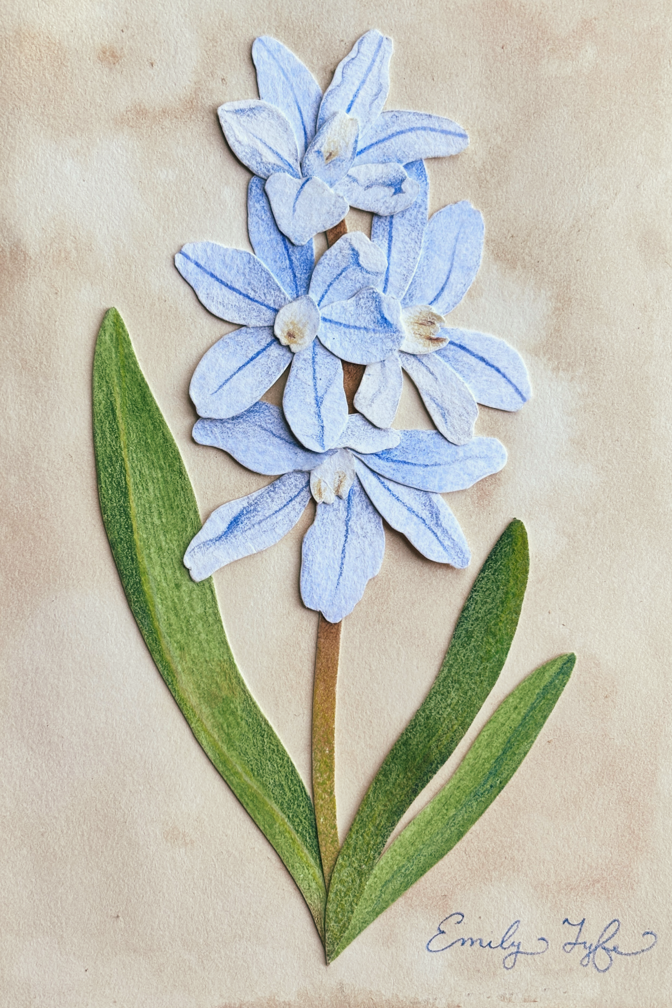 Squill