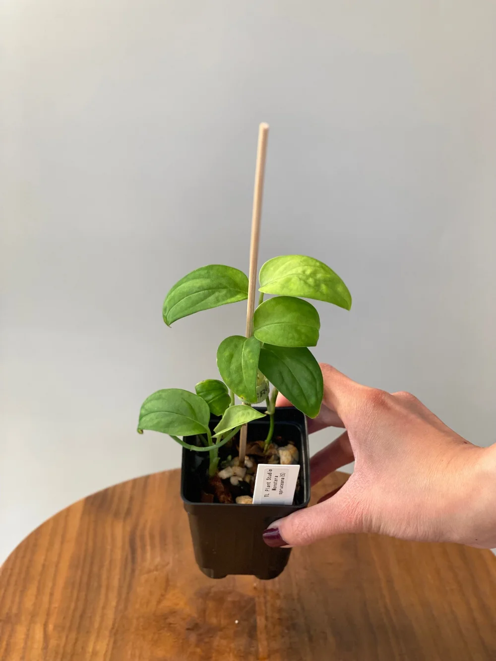 Monstera spruceana #05  TL PLANT STUDIO