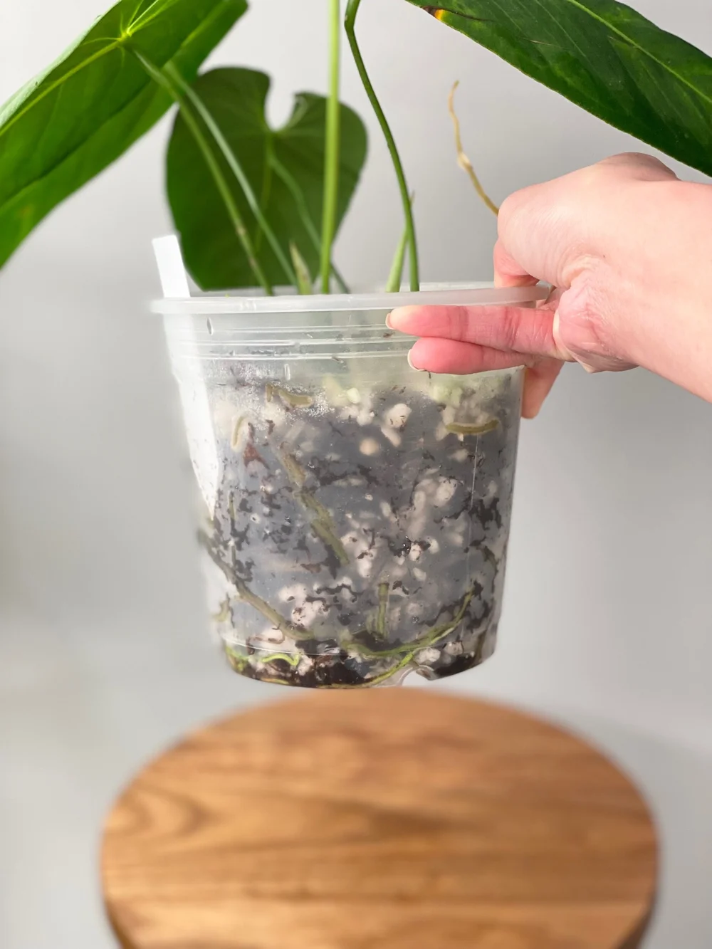 Anthurium cirinoi aff.  TL PLANT STUDIO