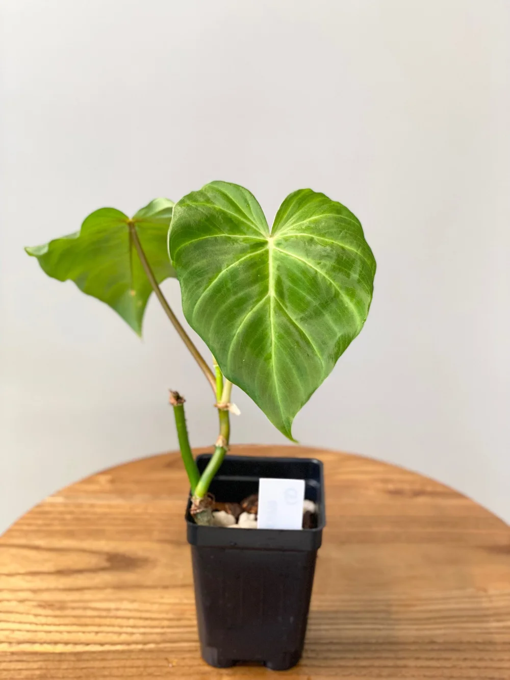 Philodendron fibrosum #5  TL PLANT STUDIO